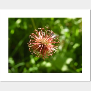 Scottish Photography Series (Vectorized) - Pink Wild Flower Posters and Art